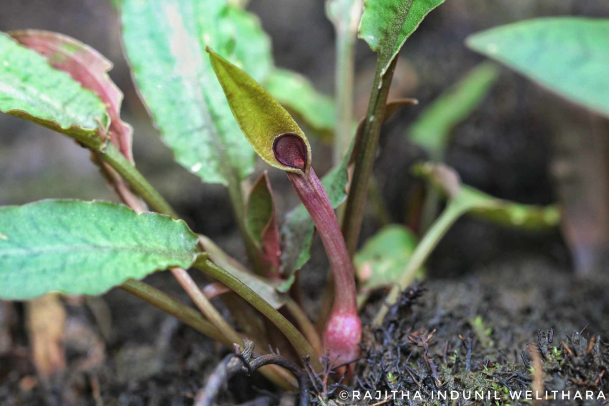 Cryptocoryne beckettii Thuill. ex Trim.